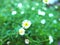 Bellis perennis