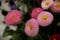 Bellis perennis