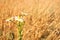 Bellis perennis common daisy, lawn daisy or English daisy flower