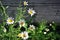 Bellis perennis common daisy, lawn daisy or English daisy flowers and buds, green leaves and gray wooden background, soft blurry