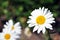 Bellis perennis common daisy, lawn daisy or English daisy flowers with small black bugs, top view, soft bokeh