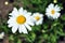 Bellis perennis common daisy, lawn daisy or English daisy flowers, top view, soft bokeh