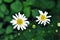 Bellis perennis common daisy, lawn daisy or English daisy two flowers and buds, green leaves background