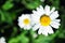 Bellis perennis common daisy, lawn daisy or English daisy two flowers and buds, green leaves background, soft blurry shadows