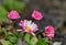 Bellis perennis - common daisy small flower from the asteraceae family in raindrops