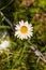 Bellis perennis Daisy on a fence.