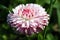 Bellis perennis flower in garden