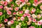 Bellis perennis Pomponnete, cultivated hybrid specie of the english daisy flower, popular ornamental garden flowers, nature