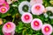 Bellis perennis pomponnete in macro closeup, colorful flowers in closeup, Cultivated hybrid specie of the english daisy flower,