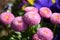 Bellis perennis tasso pink daisy