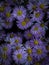 bellis perennisFlower purple color dark mood