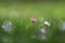 Bellis white-pink daisy flower in the grass with a beautiful green flank and backlight