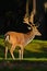 Bellow majestic powerful adult Fallow Deer, Dama dama, in autumn forest, Czech Republic. Big animal in the nature habitat.