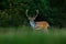 Bellow majestic powerful adult Fallow Deer, Dama dama, in autumn forest, Dyrehave, Denmark. Deer in the nature habitat. Animal in