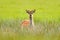 Bellow majestic powerful adult Fallow Deer, Dama dama, in autumn forest, Dyrehave, Denmark. Wildlife scene from nature.