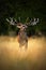 Bellow majestic powerful adult red deer stag in autumn forest, Dyrehave, Denmark