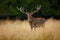 Bellow majestic powerful adult red deer stag outside autumn forest, Dyrehave, Denmark