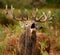 Bellowing Red Deer Stag in Bushy Park London