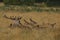 A bellowing Red Deer Stag (Cervus elaphus) surrounded by its hinds laying down in the grass.