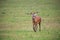 Bellowing red deer stag walking forward in autumn