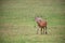 Bellowing red deer stag walking forward with space for copy