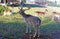 bellowing stag of fallow deer in a herd