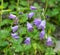 Bells Campanula sibirica bloom among wild