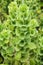 Bells-of-Ireland (Moluccella laevis)