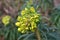 Bells of Ireland or Moluccella laevis flower with bee flying next to it