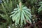 Bells of Ireland or Moluccella laevis flower leaves