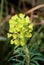 Bells of Ireland or Shellflower or Moluccella laevis annual flowering plant planted in local garden with fully open blooming