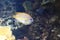 Bellus angelfish
