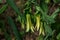 Bellwort  blooming in the early spring.