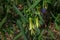 Bellwort  blooming in the early spring.