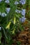 Bellwort in natural setting