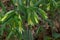 Bellwort in natural setting