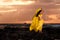 Belly Dancer in Yellow Costume on the Beach at Sunrise