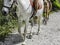 Belly and legs of a horse with a rider on his back for a walk.