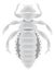 belly lice insect vector illustration transparent background