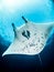 Belly shot, Oceanic Manta ray, Raja Ampat Indonesia