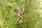 Belly Of Silver Argiope Spider