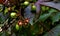 Bellyache bush Jatropha fruit, flowers and leaves