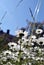 Below shot of a field of marguerite daisies