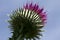 From below: Thistle head with sharp prickles and purple petals