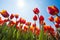 Below view of beautiful orange tulips, Netherlands