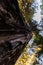 Below view of the detail of the rough bark of one of the towering trees of Avenue of the Giants, California, USA