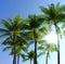 Below view of a group of palm trees isolated against blue sky background with sun rays and sunbeams during summer