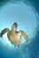 Below view of a swimming hawksbill turtle