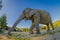 Below view of young elephant walk near the riverbank in the nature, in Elephant jungle Sanctuary, in Chiang Thailand