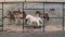 Belt Line Mural by Tommy Weddle depicting prairie scenes and wetlands from Grand Prairie\'s frontier days.